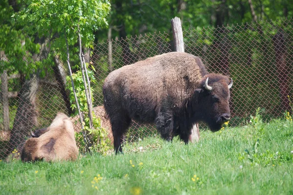 Bison Amérique Dans Champ Recouvert Verdure — Photo