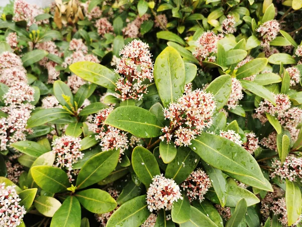 Closeup Shot Butterfly Bush — Stock Photo, Image