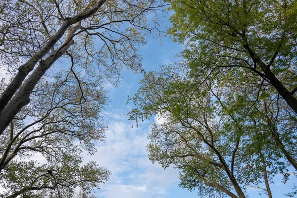 Een Lage Hoek Opname Van Prachtige Groene Bomen Blauwe Bewolkte — Stockfoto