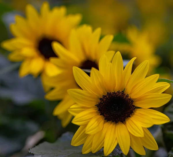 Gros Plan Belles Fleurs Jaunes Susan — Photo