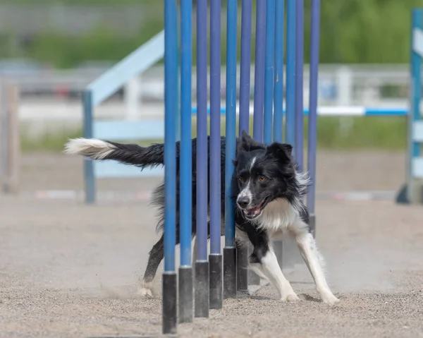 Border Collie Fare Slalom Sul Corso Agilità Cane — Foto Stock