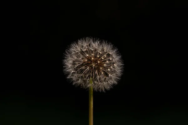 Närbild Bild Maskros Svart Bakgrund — Stockfoto