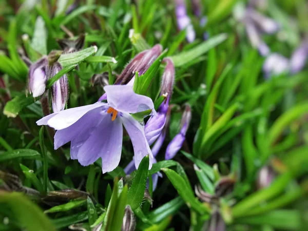 Tiro Close Uma Flor Moss Phlox Roxo Com Folhas Verdes — Fotografia de Stock