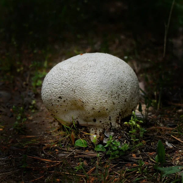 Close Cogumelo Puffball Crescendo Floresta — Fotografia de Stock