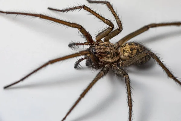 Gros Plan Une Grosse Araignée Brune Sur Fond Blanc — Photo