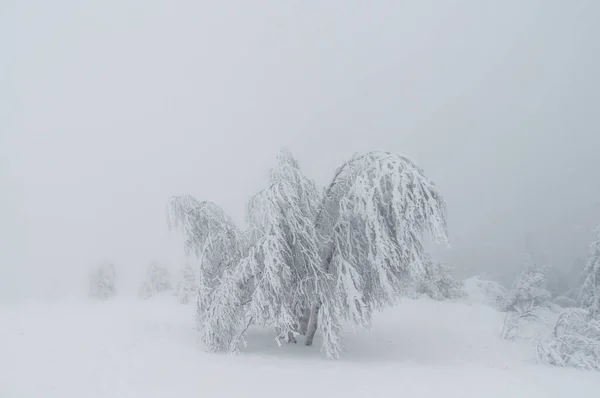 Μια Όμορφη Θέα Του Χιονισμένου Δέντρου Και Θάμνων Ένα Ομιχλώδες — Φωτογραφία Αρχείου