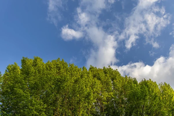 Groene Bomen Tegen Blauwe Bewolkte Lucht — Stockfoto