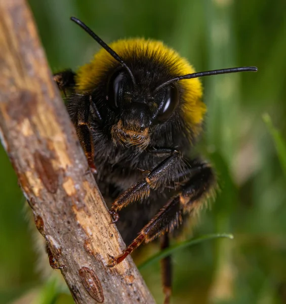 Selective Focus Shot Bee Wooden Stick — Stok fotoğraf