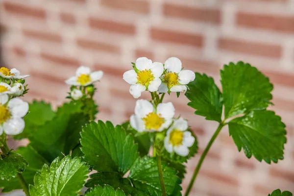 Closeup Shot White Strawberry Flowers — Stock Photo, Image