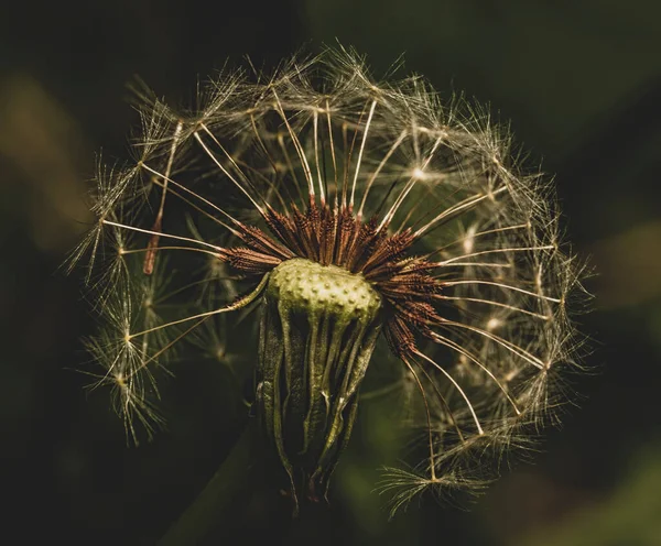 Enfoque Selectivo Diente León Blanco Medio Soplar — Foto de Stock