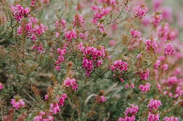 Beautiful Pink Heather Plants Forest — Stock Photo, Image