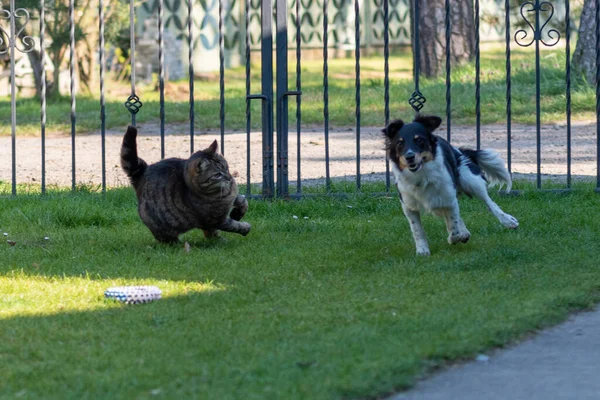Eşitlikte Koşan Kedi Köpeğin Yakın Plan Çekimi — Stok fotoğraf