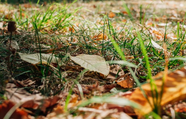 Zbliżenie Ujęcia Opadłych Żółtych Liści Trawie — Zdjęcie stockowe