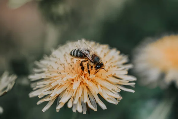 Zbliżenie Ujęcia Trzmiela Zbierającego Pyłek Żółtym Chryzantemie — Zdjęcie stockowe