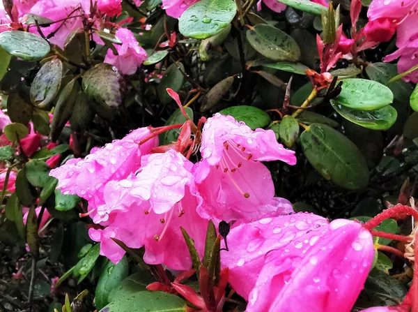 Zbliżenie Ujęcie Pięknych Alstroemeriaceae Kwiaty — Zdjęcie stockowe