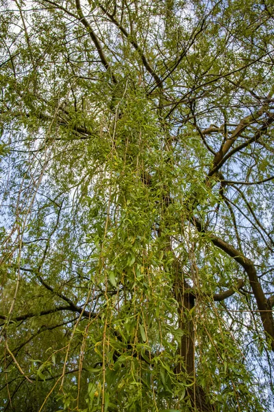 Colpo Angolo Basso Albero Fiorente Primavera — Foto Stock