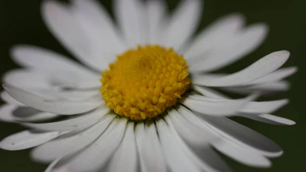 Macro Fiore Margherita Bianco Delicato Isolato Fondo Nero — Foto Stock