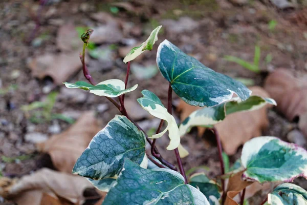 Een Close Shot Van Een Plant Met Gedeeltelijk Gedroogde Bladeren — Stockfoto