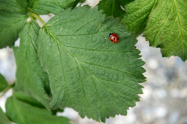 Une Jolie Petite Coccinelle Sur Vert — Photo