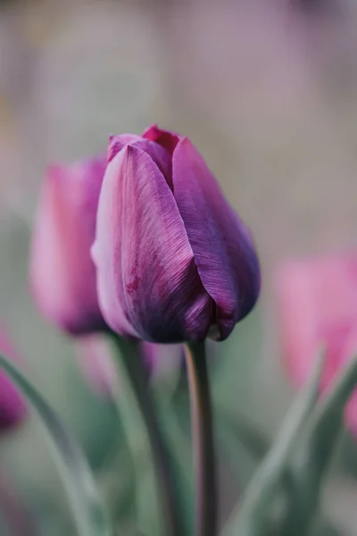 Вертикальный Снимок Фиолетового Тюльпана Саду — стоковое фото