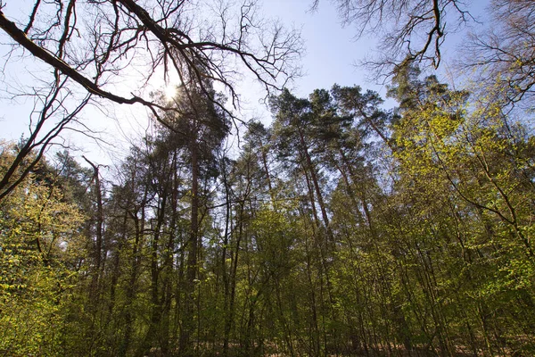 Ett Vackert Landskap Med Höga Granar Skogen Den Blå Himlen — Stockfoto