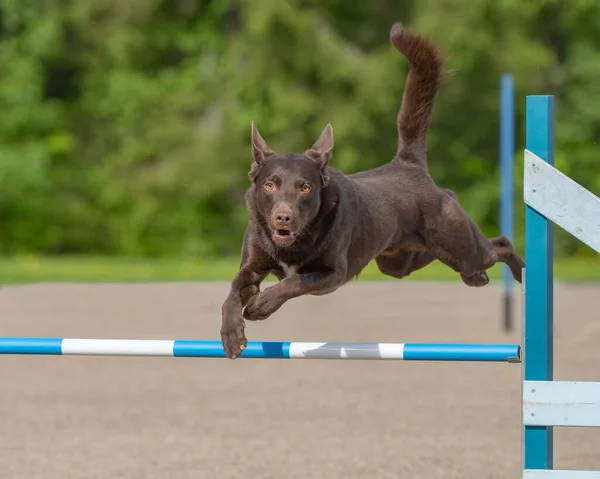 Australiano Kelpie Salta Oltre Ostacolo Agilità Nella Competizione Agilità — Foto Stock