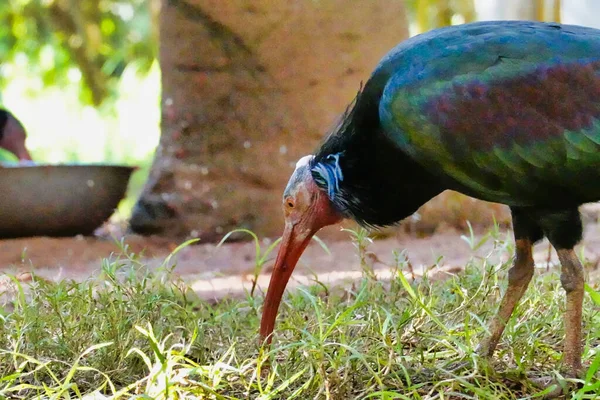 Primer Plano Pájaro Ibis Parque —  Fotos de Stock