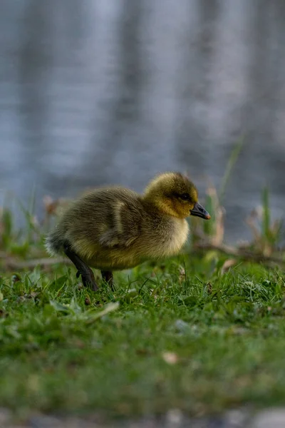 Eine Vertikale Aufnahme Eines Gänsebabys Auf Verschwommenem Hintergrund — Stockfoto