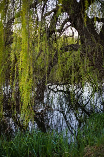 Vertical Shot Beautiful Willow Tree Lake Park — Stock Photo, Image