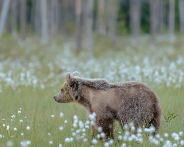 在一个阳光明媚的夏夜 这只年轻的棕熊在芬兰沼泽中散步 熊的冬季毛皮脱落了 — 图库照片