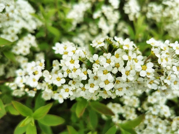 Крупним Планом Білі Квіти Снігуроньки Зеленим Листям — стокове фото