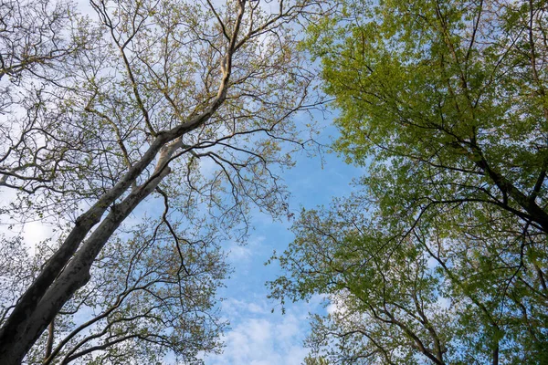 Een Lage Hoek Opname Van Mooie Groene Kale Bomen Blauwe — Stockfoto