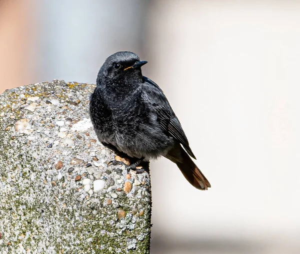 Een Close Shot Van Een Zwarte Roodharige Vogel Een Rots — Stockfoto