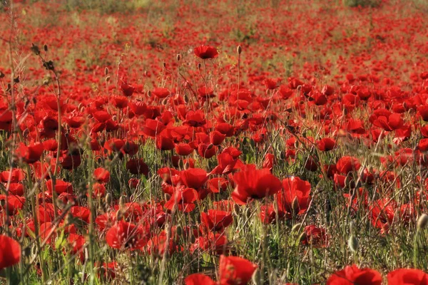 Primer Plano Hermosas Flores Amapola Roja Amapola Común Floreciendo Campo — Foto de Stock