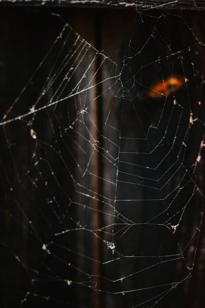 Detailní Záběr Pavučiny Rozmazaném Pozadí — Stock fotografie