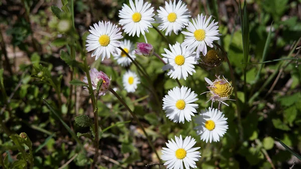 Felülnézetből Fehér Finom Százszorszép Virágok Nőnek Területen — Stock Fotó