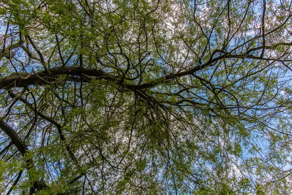 Egy Alacsony Szögű Felvétel Egy Virágzó Fáról Tavasszal — Stock Fotó