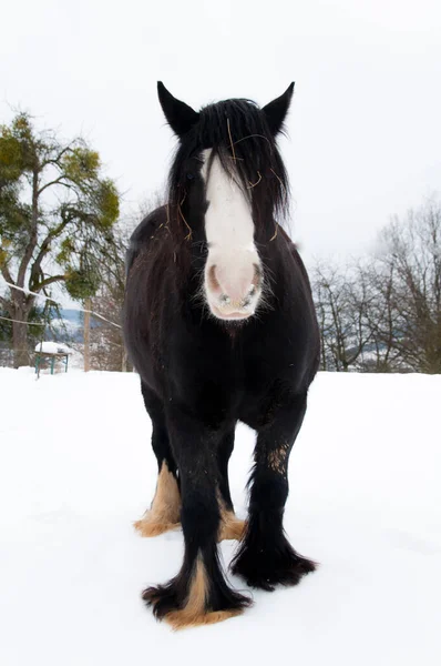 Vertikalt Skudd Svart Hest Clydesdale Med Hvitt Ansikt Stående Snødekt – stockfoto