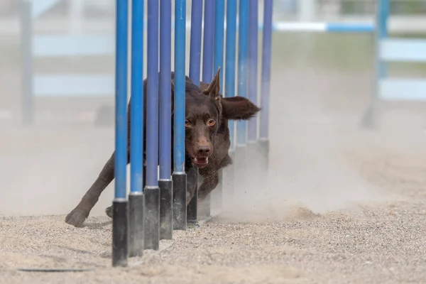 Australijski Kelpie Robi Slalom Kursie Zwinności Psów — Zdjęcie stockowe