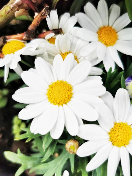 Gros Plan Fleurs Marguerite Dans Jardin — Photo