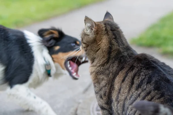 Parkta Birbirleriyle Kavga Eden Kedi Köpeğin Yakın Çekimi — Stok fotoğraf