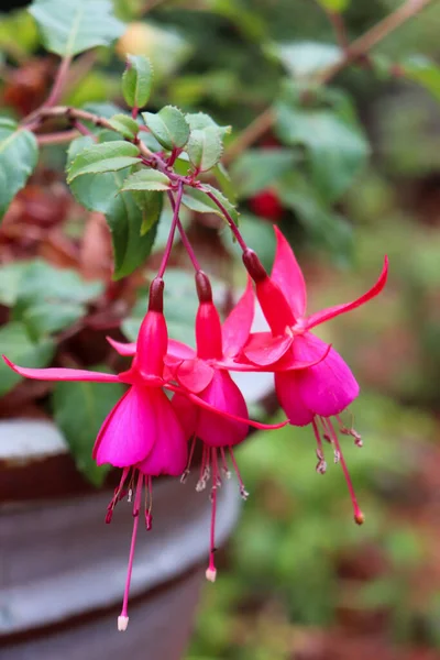 Vertikální Záběr Růžové Hybridní Fuchsia Květiny Rozmazaném Pozadí — Stock fotografie