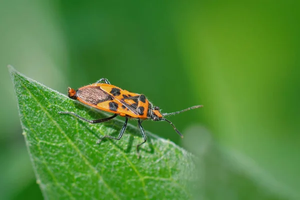 Een Macro Shot Van Een Kleurrijke Schildwantsen Groene Vel Tegen — Stockfoto