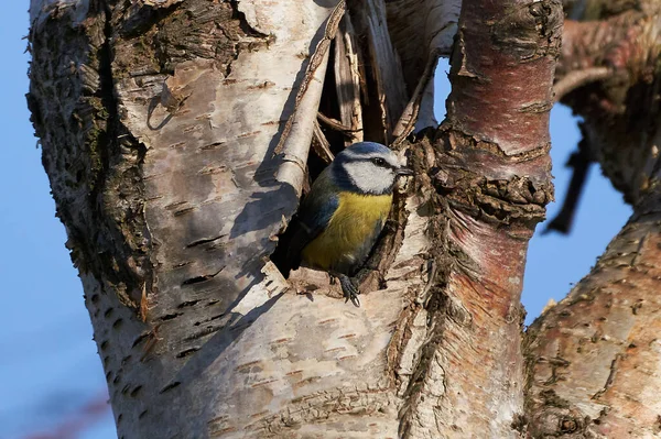 Selective Focus Shot Great Tit Bird Perched Tree —  Fotos de Stock