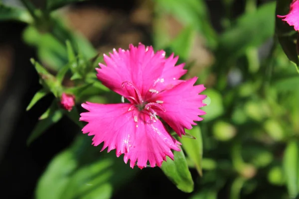 Foco Seletivo Uma Flor Dianthus Rosa Crescendo Jardim Botânico — Fotografia de Stock