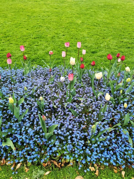 Uma Bela Foto Tulipas Vermelhas Jardim — Fotografia de Stock