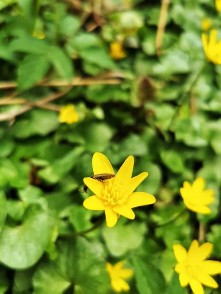 Крупним Планом Знімок Жовтих Квітів — стокове фото
