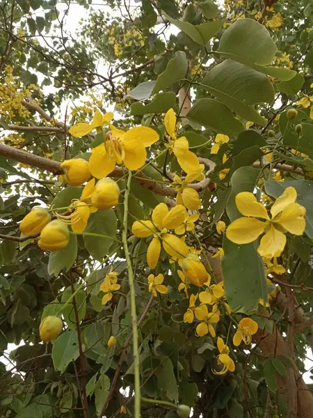 暗い葉と鮮やかな黄色の花を持つ美しい木の垂直ショット — ストック写真