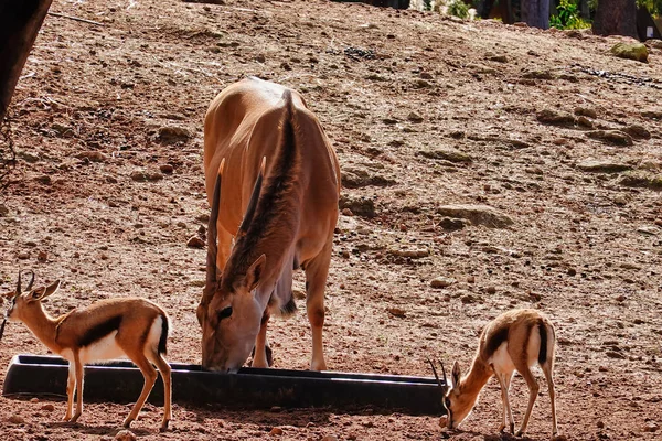 Antilope Mère Avec Ses Bébés Dans Nature — Photo