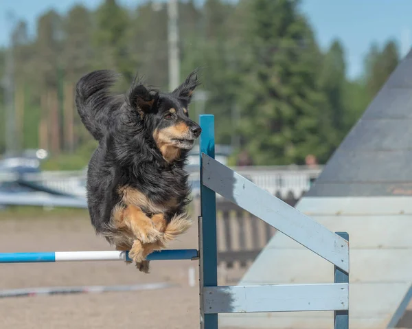 Hovawart Jumps Agility Hurdle Agility Competition — Stock Photo, Image